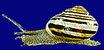Cepaea hortensis