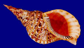 Charonia tritonis
