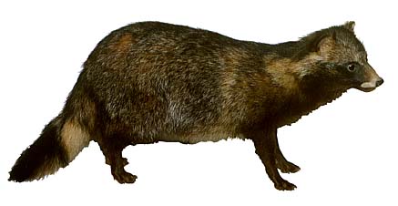 mardhu2p.jpg (22213 Byte)